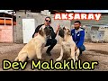 DEV MALAKLILAR AKSARAY #1  #aksaray #malaklı #evliyaçelebi