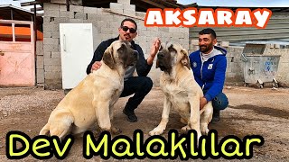 DEV MALAKLILAR AKSARAY #1 #aksaray #malaklı #evliyaçelebi