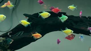 AMAZING Fish Tank for Cats to Watch 🐟 Cat TV Aquarium Video | BlueFin Aqua