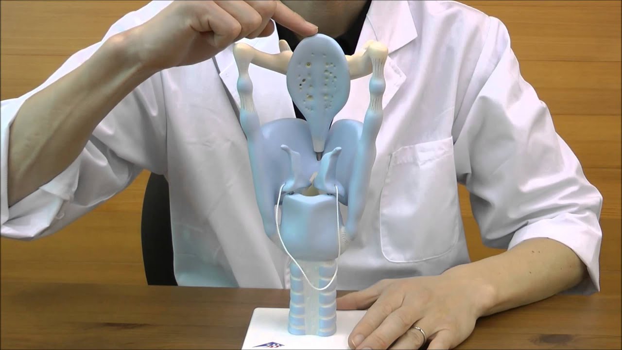 喉頭蓋，声帯，披裂軟骨が可動する3倍大の喉頭模型│VC219