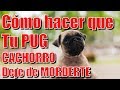 Cómo hacer que tu Pug cachorro deje de morderte