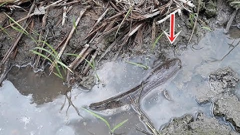 Mưa lớn đi bắt cá rô,  cá lóc trên ruộng | Catch perch,... on the field | Bông lúa Miền Tây