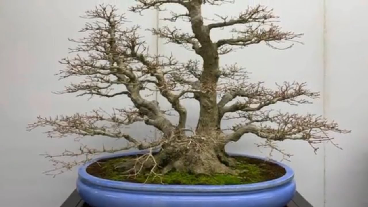 BONSAI EXHIBITION IN THE WORLD part 50 YouTube