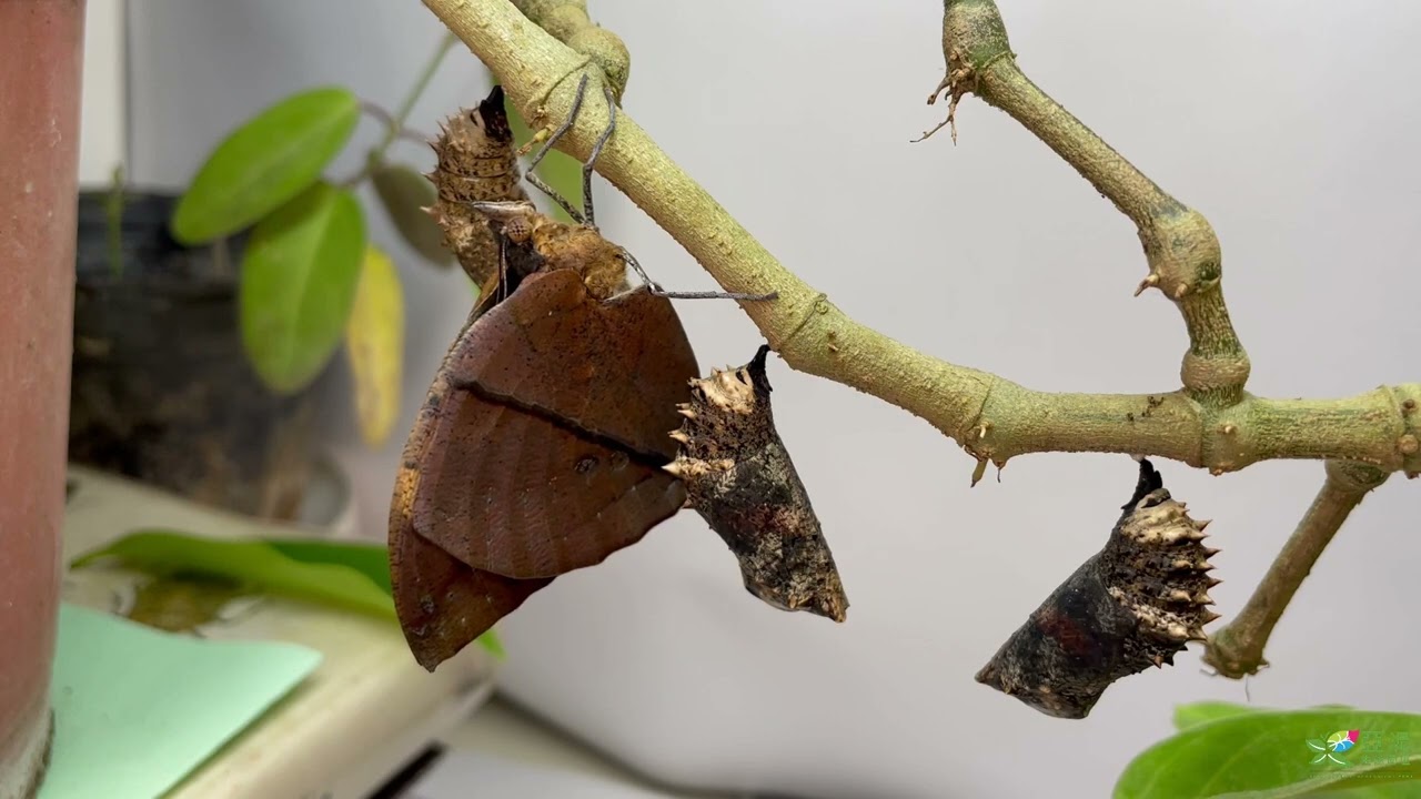 枯葉蝶生活史20220913