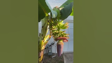 Backyard Banana Growing Success!