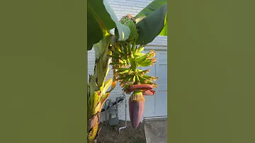 Backyard Banana Growing Success 