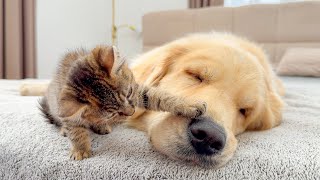 Pesky Kitten Bullies A Den Retriever Cute & Funny Moment