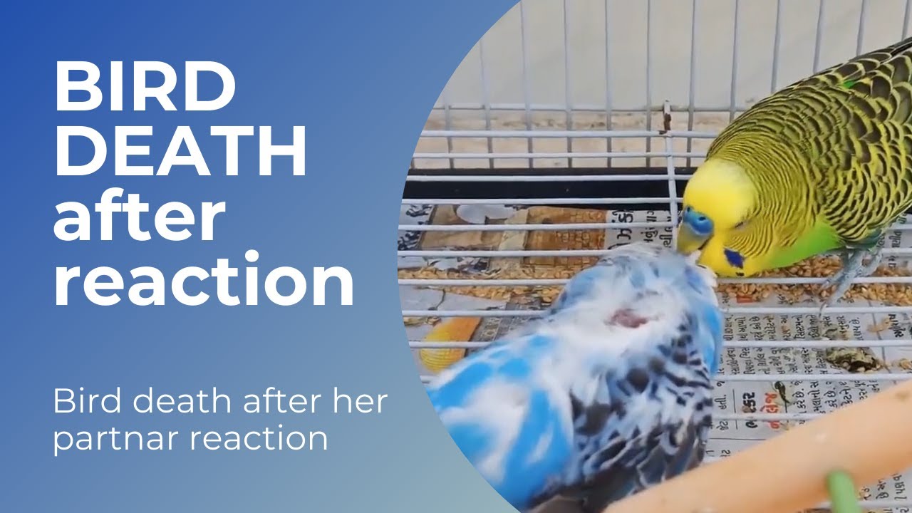 Bird death !!! after her partner reaction ❤️😭 !!! heart touching moment !! bird's lab miss you