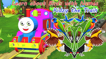 BIRDS Names and Sounds - Learn Bird Species in English