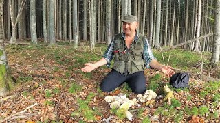 Mushroom fairy tale! New season. Part 1 - Return to the fairy tale of porcini mushrooms.