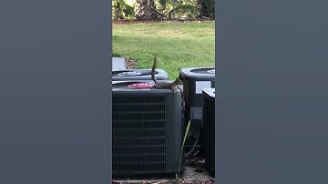 Squirrel On A/C Unit