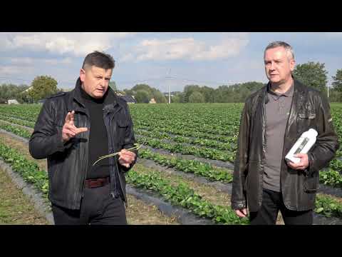 Jak zwalczyć rozłogi na plantacji truskawek, jakie są dostępne herbicydy w truskawce?