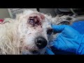 Abandoned dog, blind,  injured and elderly. Fainted by the side of the road.
