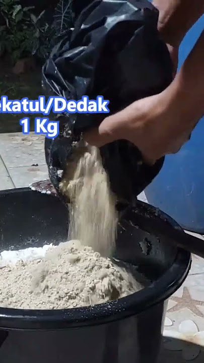 Cara Olah Pakan Ayam Fodder Jagung #fodder #pakanayamkampung