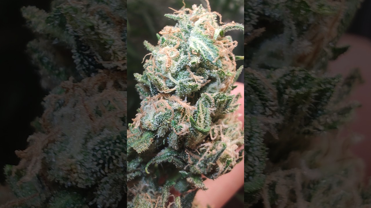 zaza de maula ,  de un amigo !