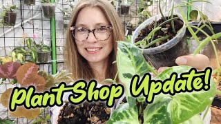 The Pink Trellis Shop Update | New Plants and Restocks | Hoya, Syngonium, Dischidia, and more!