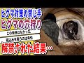 【2ch動物スレ】自然界のフィジカルモンスター「ヒグマ」ついにあの禁じ手が解禁されてしまう→ヒトカスのやり口が卑怯すぎると話題にwwwww【なんj】