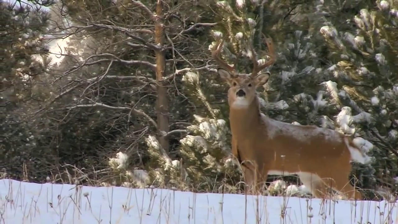 The Zone S2E11 Western Whitetails. Rattling whitetails post rut. YouTube
