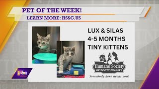 Pet of the Week | Lux & Silas