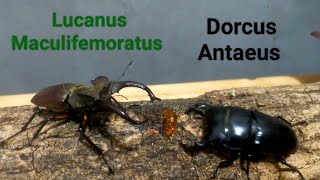 EP.96 epic Stagbeetle fighting Lucanus Maculifemoratus vs Dorcus Antaeus insects Pokémon digimon