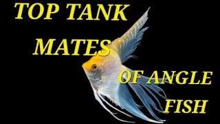 TOP 10 ANGLE FISH TANK MATES | #newfish  @masteraquarist @MayurDevAquascaper @AQUATICMEDIA