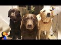 Senior Dog’s Whole Family Helps Cart Her Around - REMY | The Dodo