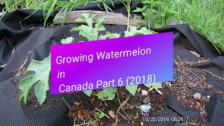 Growing Watermelon in Canada eh Part 6 (2018)