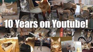 Pet Meadow Montage - 10 Years on Youtube!