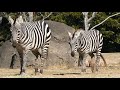 移動後に草を食べるシマウマ