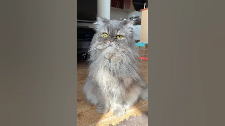 Watch the video about What inspires you 😼 #cat #catsofyoutube #funny #persiancat #kingtoto