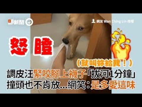 調皮汪緊咬腳上襪子「拔河1分鐘」　撞頭也不肯放...網笑：是多愛這味│寵物│狗狗 黃金獵犬