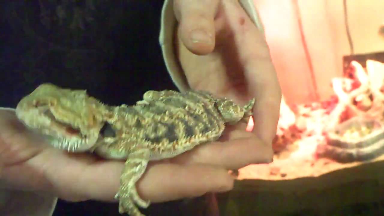 youtube converter reptile collection ( pt 1)