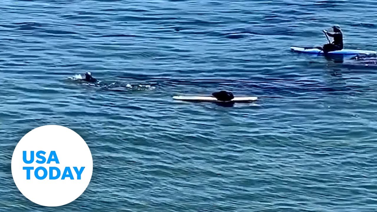 Sea otter gets away from wildlife officials attempting to capture her | USA TODAY