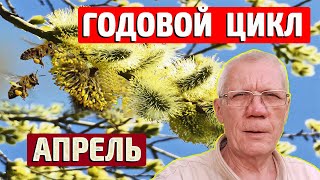 Годовой цикл содержания пчелиных семей Работы пчеловода на пасеке в апреле