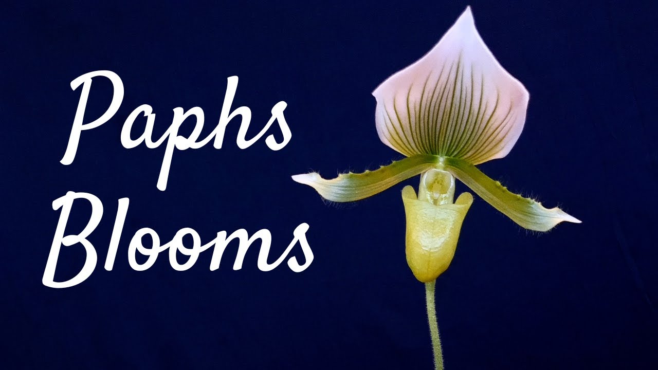 Как повторно цветут орхидеи Пафиопедилум