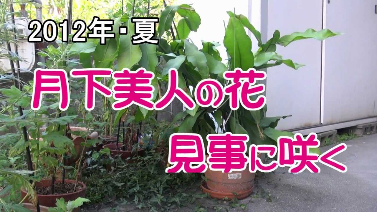 12年 夏 月下美人 の花が見事に咲く Mpg Youtube