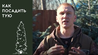 🌲Как правильно посадить тую 1,5-2 м Все, что нужно знать о посадке туи