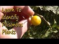 Poisonous Plants Identification Pt. 2