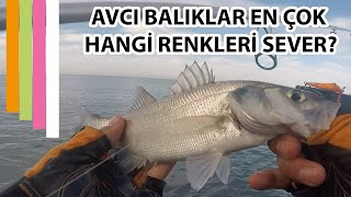 Levrek / İstavrit Avı... Avcı Balıklar En Çok Hangi Renkleri Sever?