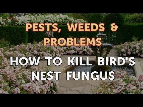 Video: Bird's Nest Fungus Control