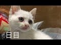 下半身麻痺の子猫を保護した 4日目
