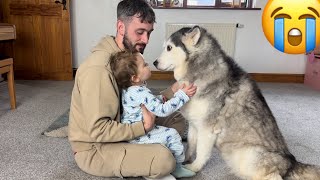 Grumpy Baby REFUSES To Share HER Husky With Dad!. [CUTEST VIDEO EVERRR!!]