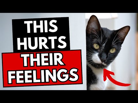 22 Everyday Things That Break Your Cat's Heart