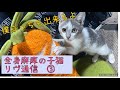 【全身麻痺の子猫】リヴ通信③