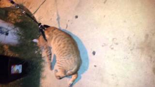 Walking Tiger...fail