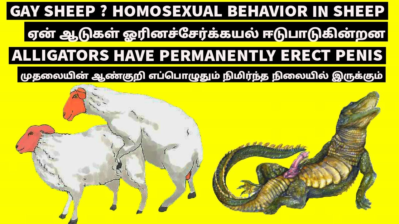 Tamil animals sex story