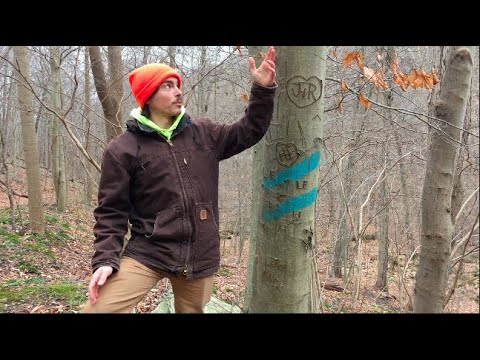 Video: Hvad betyder bøgetræ?