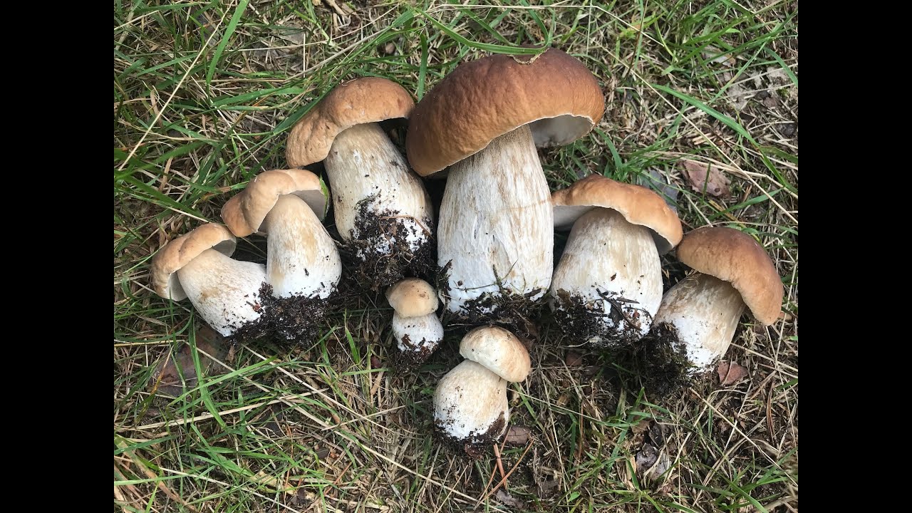 Borowiki na środku drogi Grzybobranie 09.08.2025