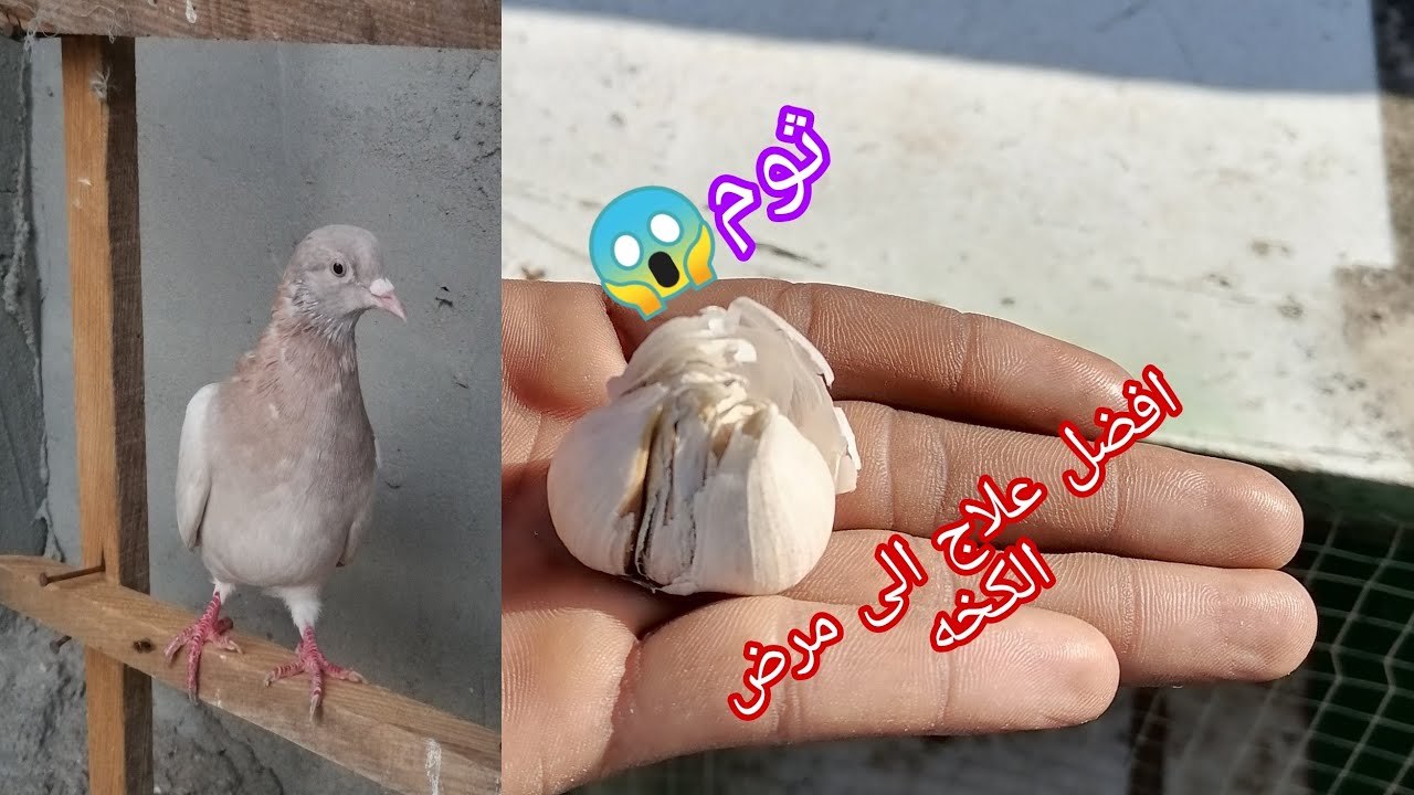 علاج الكخه او العطسه 😱