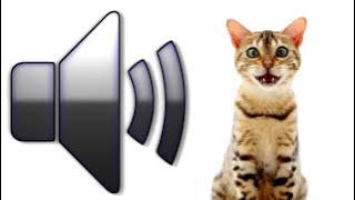 Kucing Mengeong - Efek Suara - Unduh
